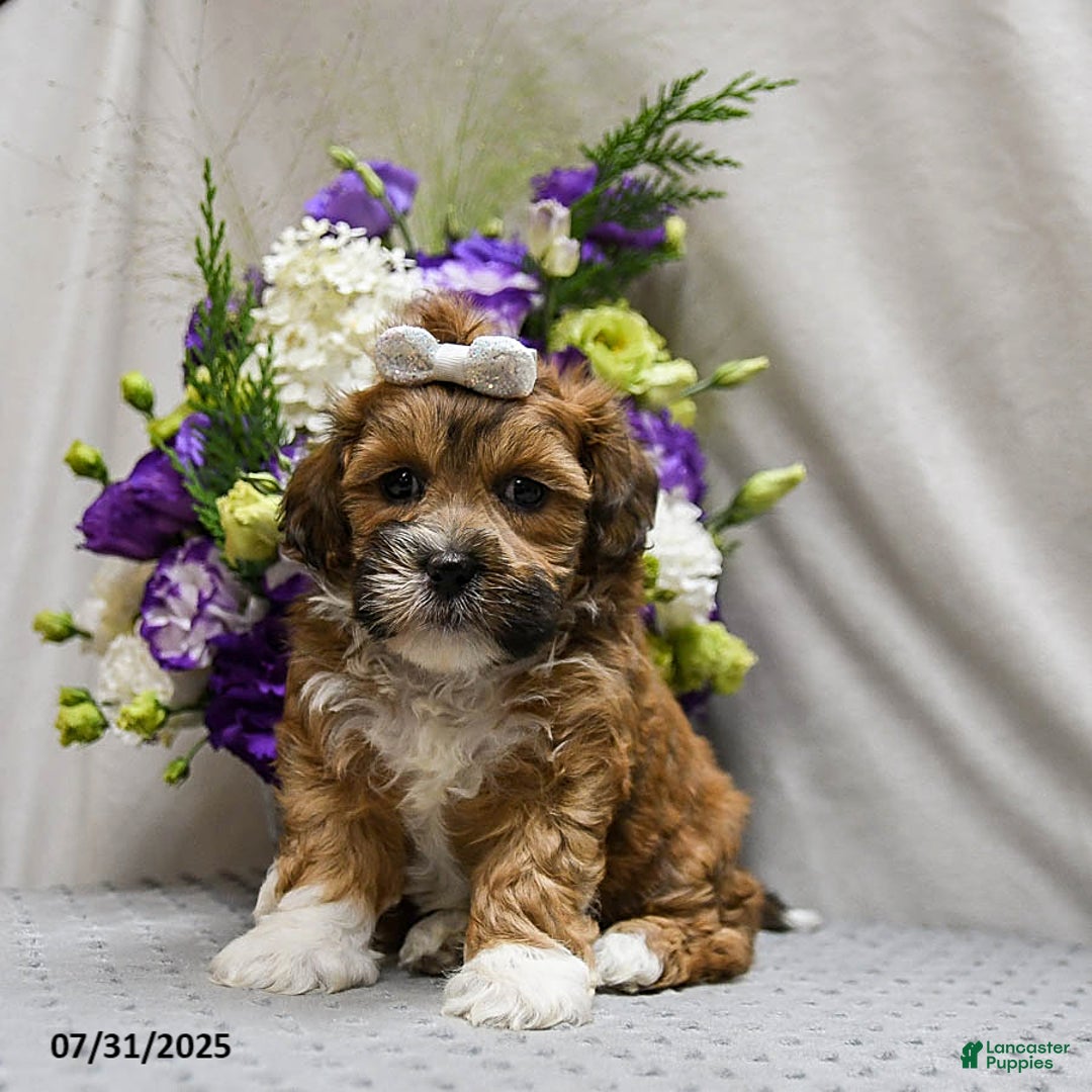 Shihpoo dogs for sale: Caramel - Image 1
