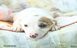 Siberian Husky dogs for sale: Brandy - Image 4