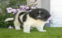 Newfoundland dogs for sale: Toby - Image 2