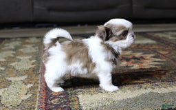 Shih Tzu dogs for sale: Max - Image 4