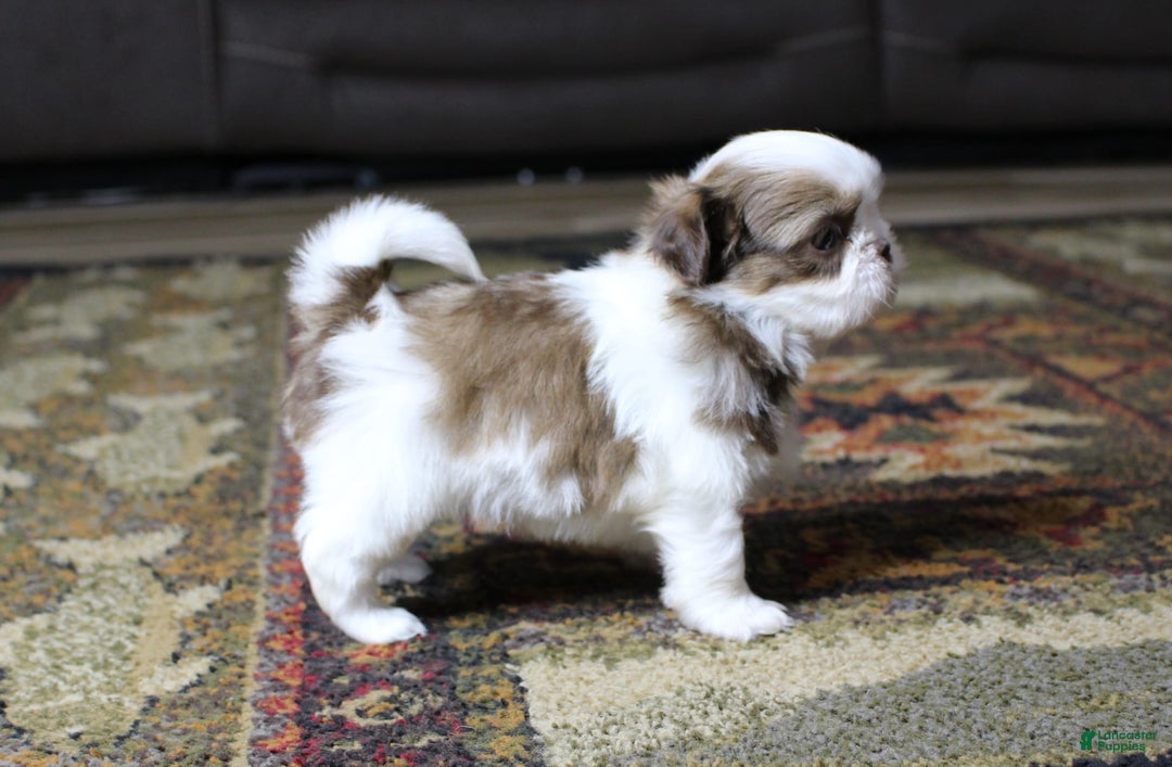 Shih Tzu dogs for sale: Max - Image 4