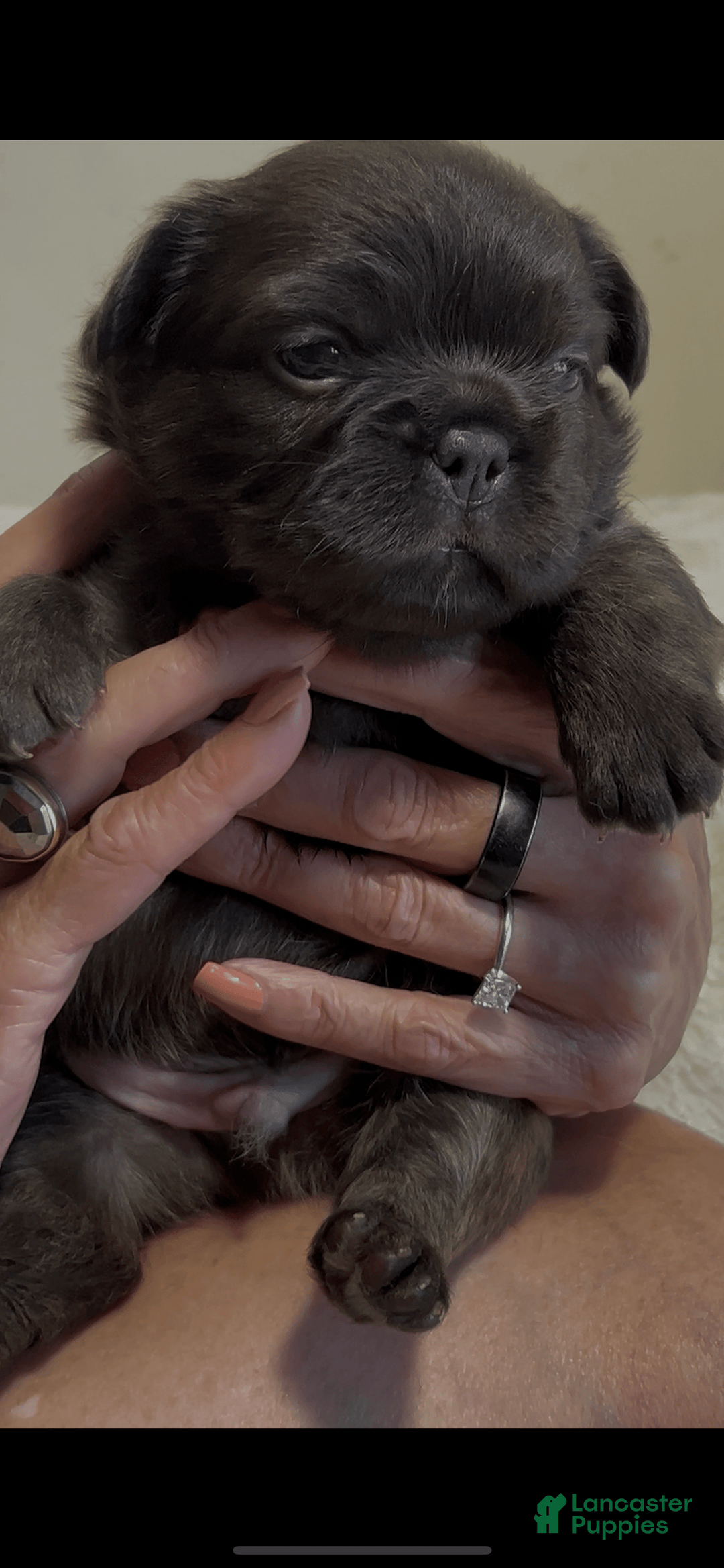 French Bulldog dogs for sale: Jelly Belly The Fluffy - Image 2