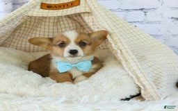 Welsh Corgi Pembroke dogs for sale: Griffin - Image 4