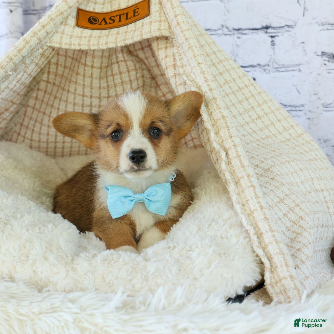Welsh Corgi Pembroke dogs for sale: Griffin - Image 4