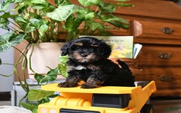 Havapoo dogs for sale: House Raised Sparkles - Image 9