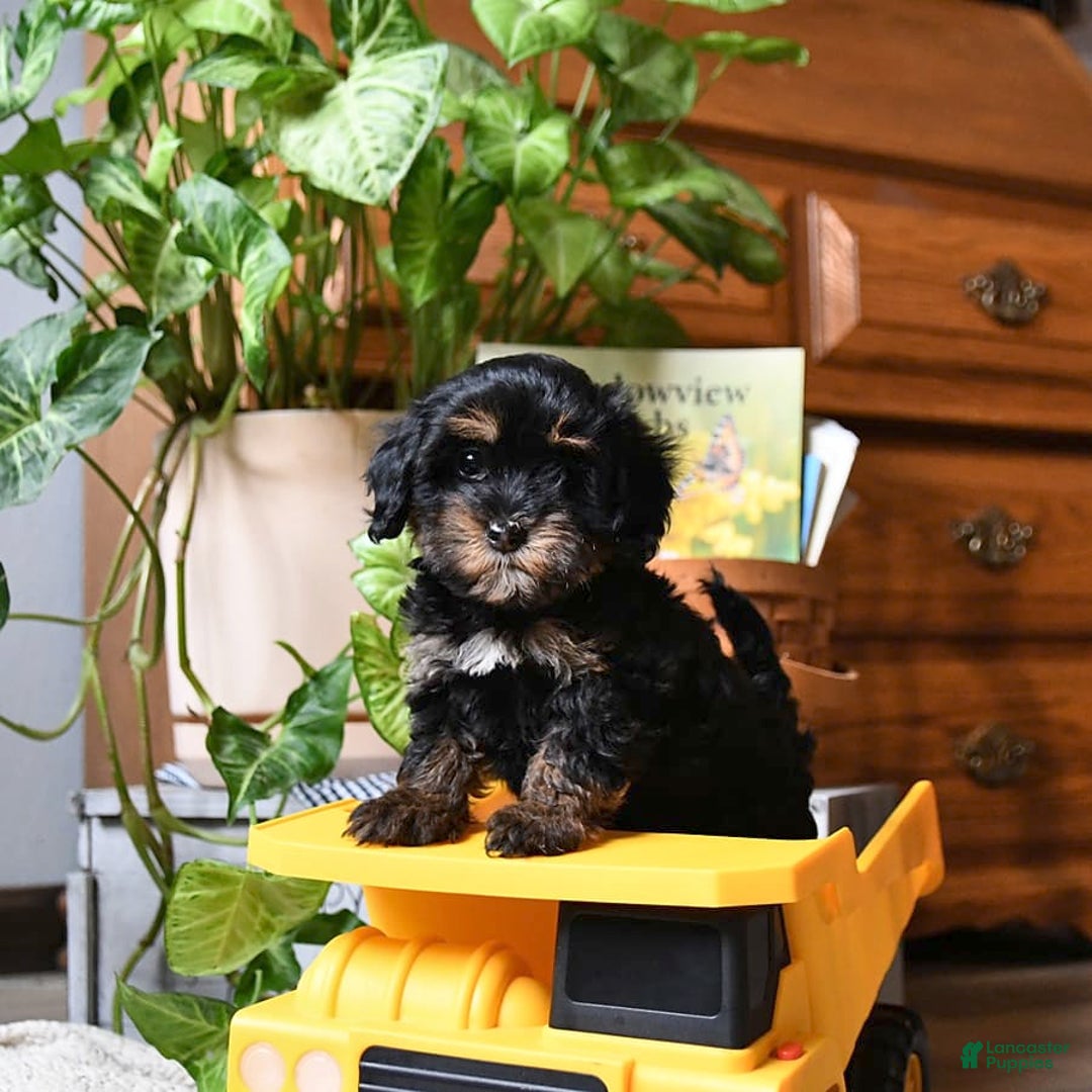 Havapoo dogs for sale: House Raised Sparkles - Image 9