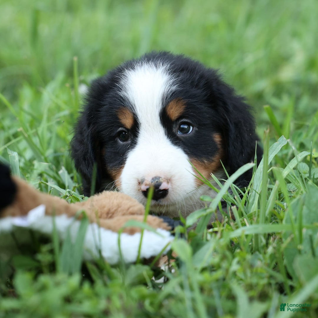 Bernese Mountain Dog dogs for sale: Sage - Image 20