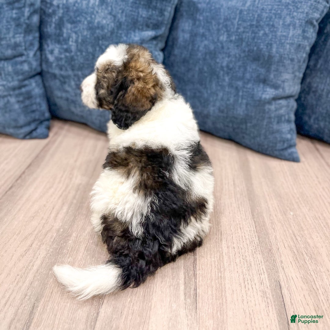 Mini Bernedoodle dogs for sale: Buster - Image 8