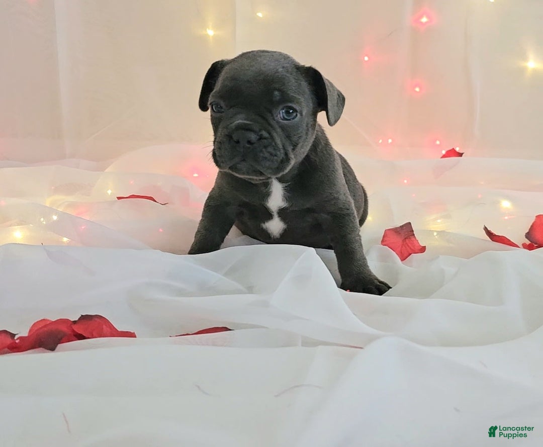 French Bulldog dogs for sale: French Bulldog 5 puppies - Image 7