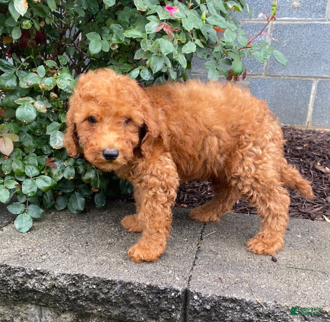 Mini Goldendoodle dogs for sale: Bo - Image 5
