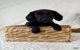 Miniature Dachshund dogs for sale: Dottie - Image 1