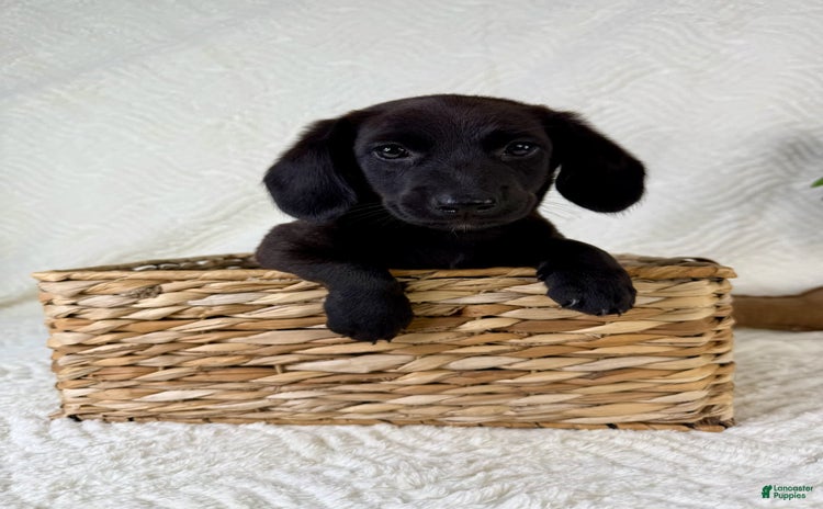Miniature Dachshund dogs for sale - Ad 2