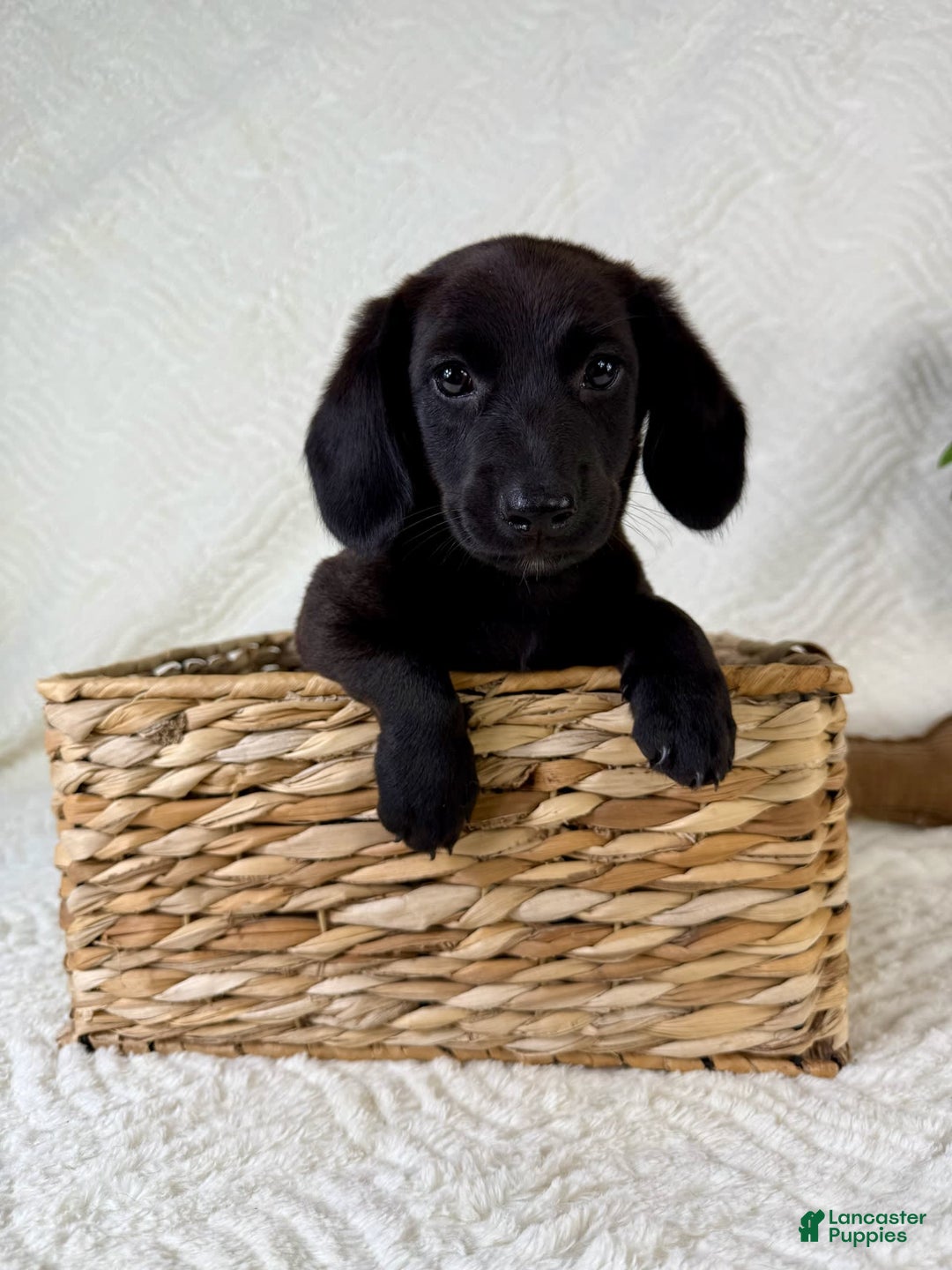 Miniature Dachshund dogs for sale: Dottie - Image 1