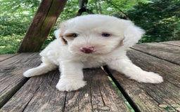 Mini Goldendoodle dogs for sale: Cooper - Image 22