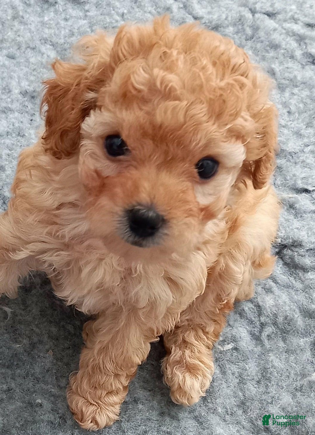 Maltipoo dogs for sale: Rachel - Image 6