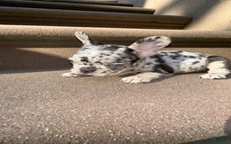 French Bulldog dogs for sale: Chloe🌸 - Image 5