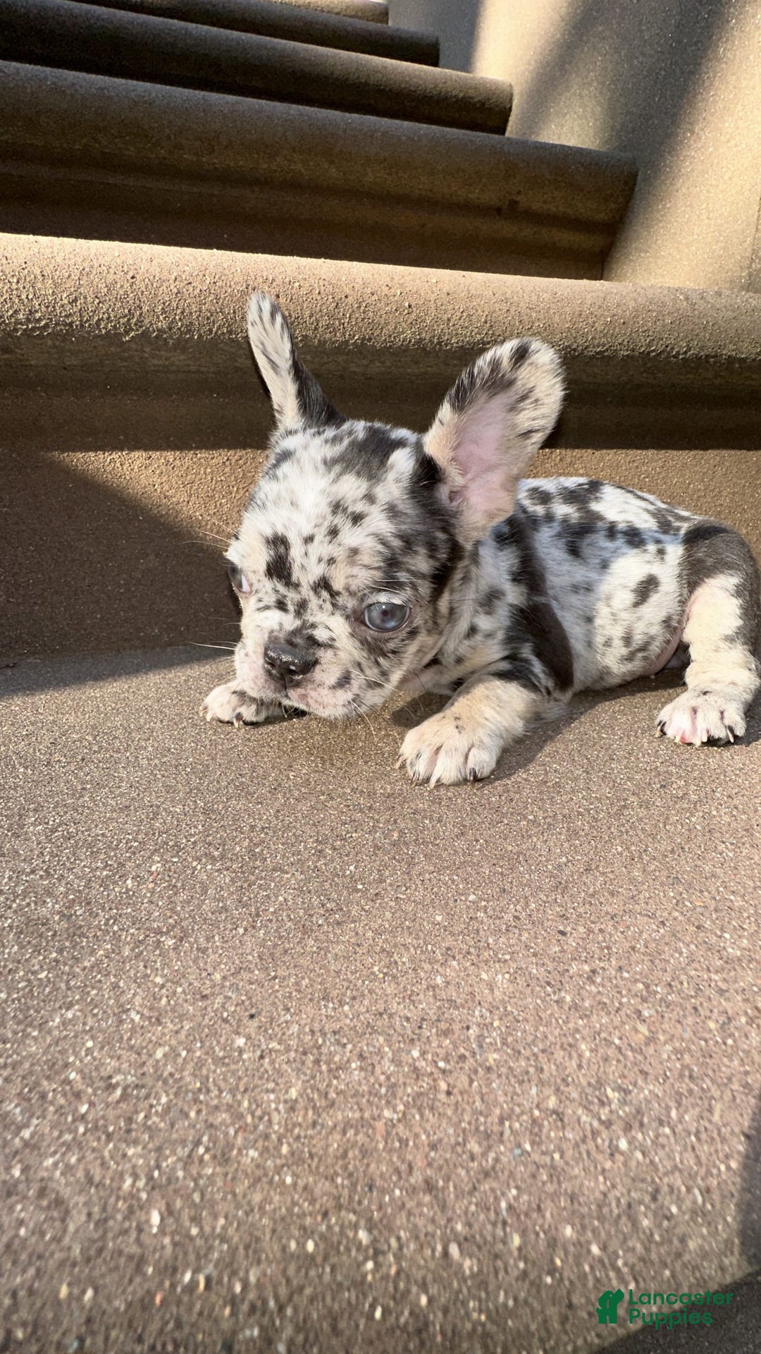 French Bulldog dogs for sale: Chloe🌸 - Image 5