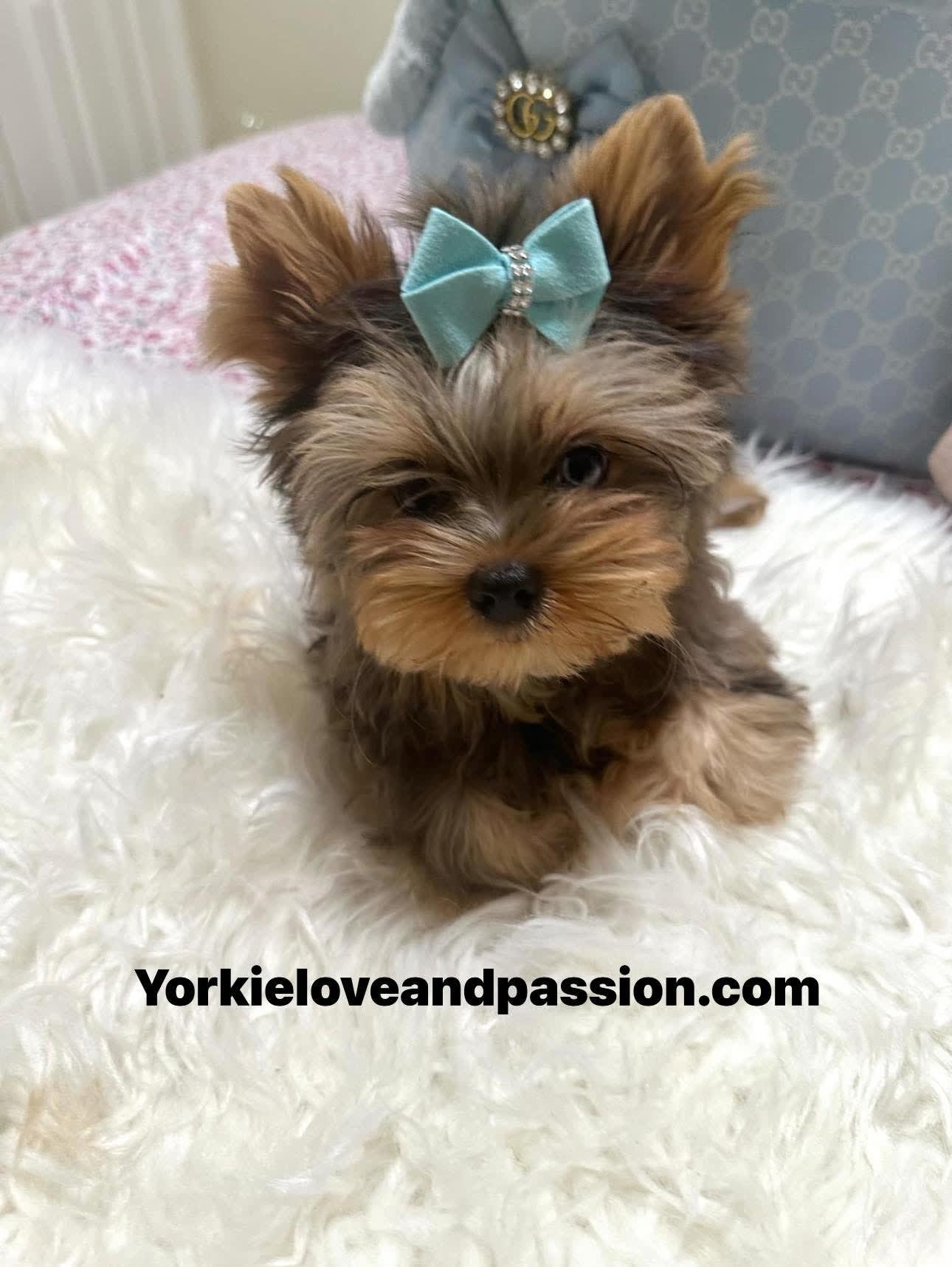 Yorkshire Terrier dogs for sale: Yorkshire Terrier 5 puppies - Image 12