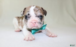 French Bulldog dogs for sale: Zeus Akc - Image 13