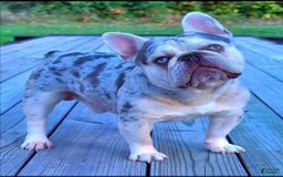 French Bulldog dogs for sale: Riot - Image 10