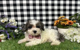 Maltipoo dogs for sale: Maltipoo 4 puppies - Image 3