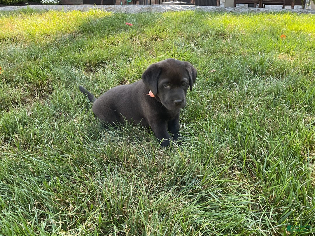 Labrador Retriever dogs for sale: Bella - Image 12