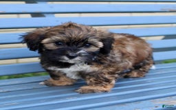 Shihpoo dogs for sale: Lily - Image 3