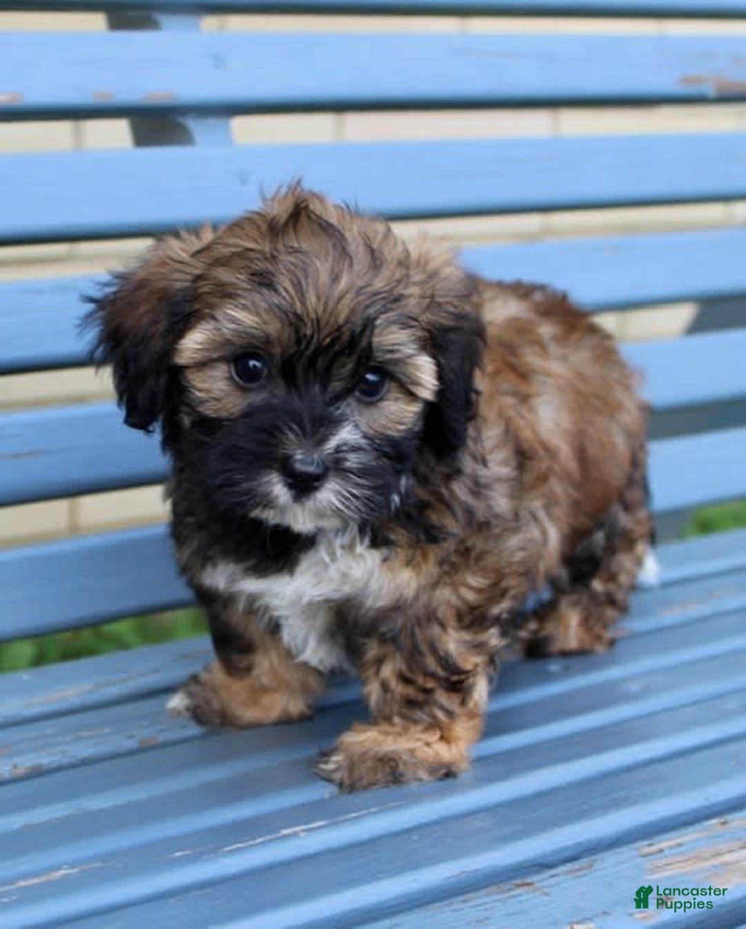 Shihpoo dogs for sale: Lily - Image 3