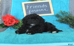 Miniature Poodle dogs for sale: Ophelia - Image 25