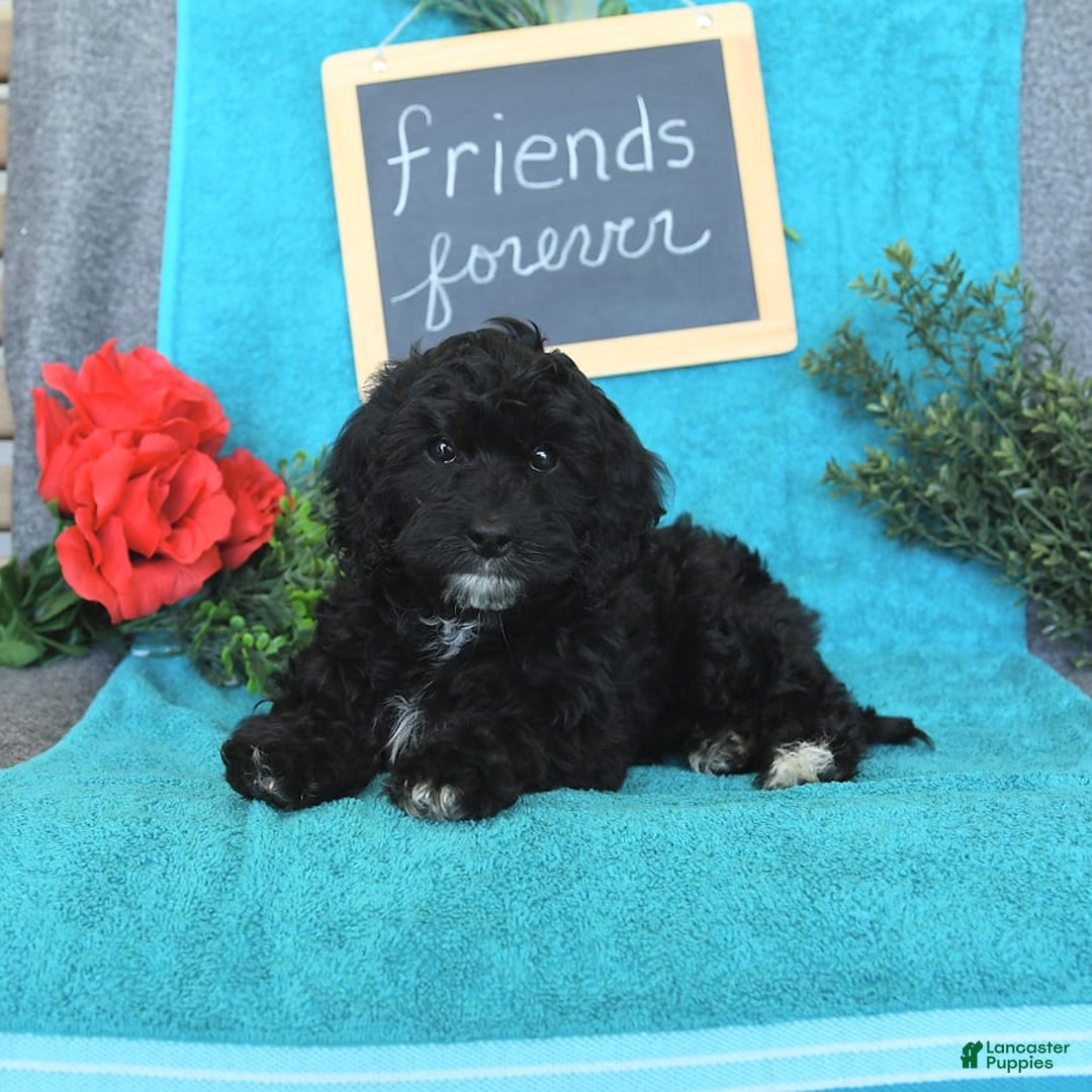 Miniature Poodle dogs for sale: Ophelia - Image 25