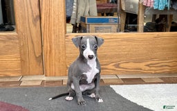 Italian Greyhound dogs for sale: Joey - Image 4