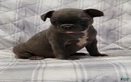 Frenchton dogs for sale: Sandi - Image 1
