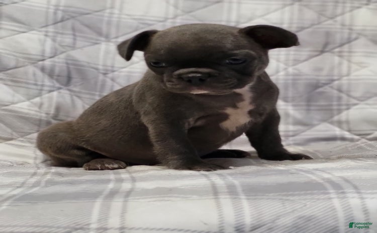Frenchton dogs for sale - Ad 2
