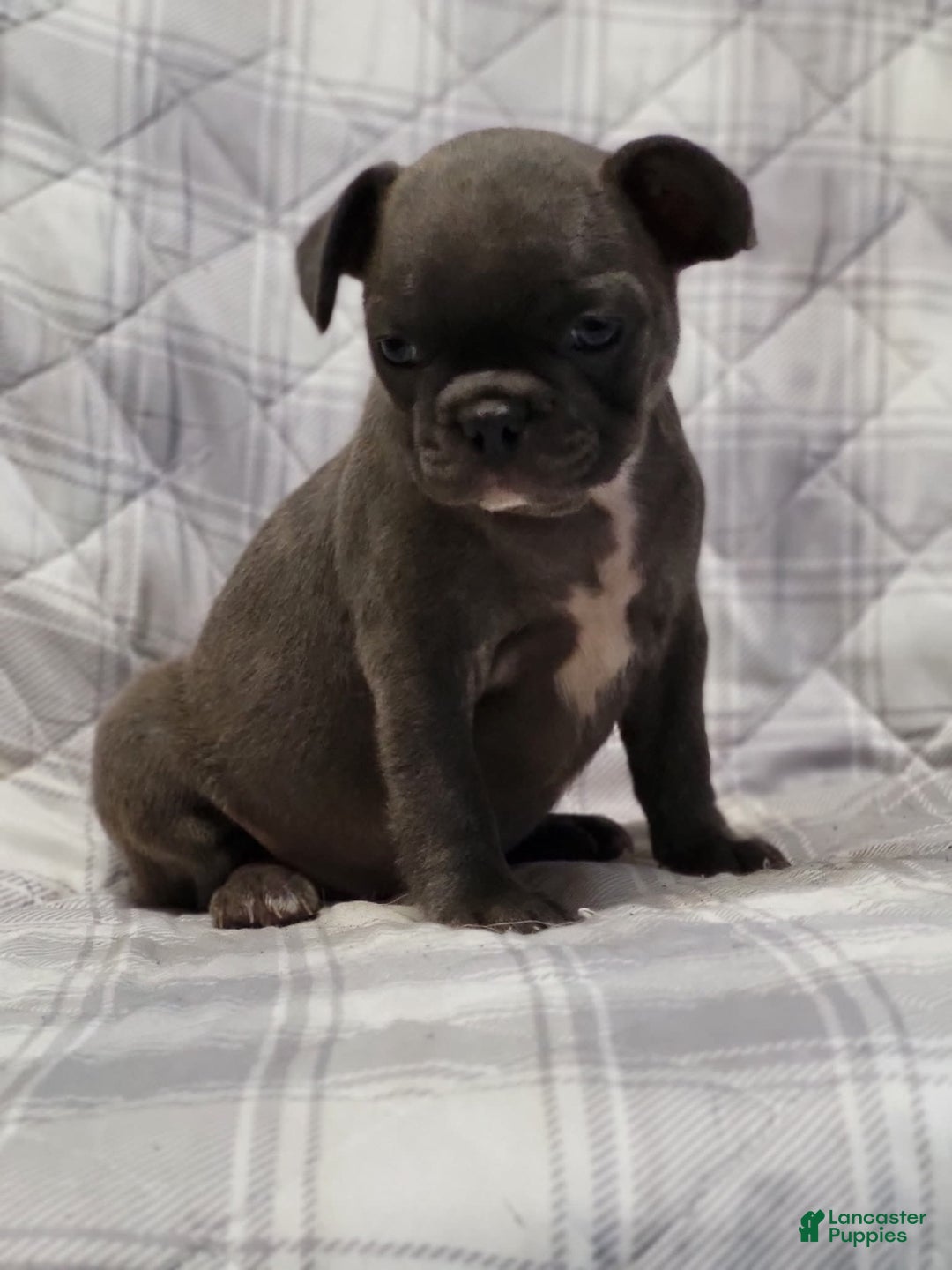 Frenchton dogs for sale: Sandi - Image 1