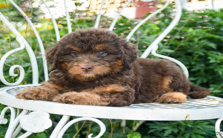 Mini Aussiedoodle dogs - Advert 2