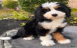 Mini Bernedoodle dogs for sale: 💜 Boston Ma 💜 Mini Bernedoodle - Image 8