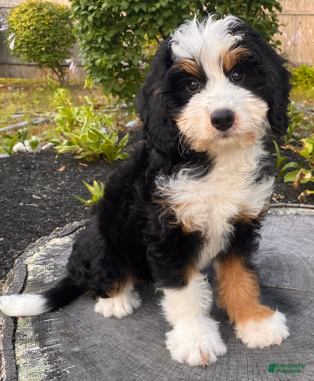 Mini Bernedoodle dogs for sale: 💜 Boston Ma 💜 Mini Bernedoodle - Image 8