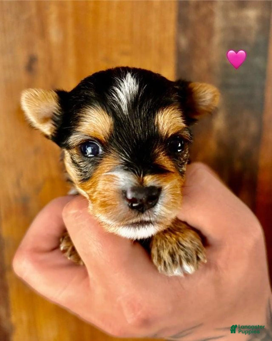 Yorkshire Terrier dogs for sale: Femi - Image 4