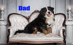 Bernese Mountain Dog dogs for sale: Taggart - Image 5