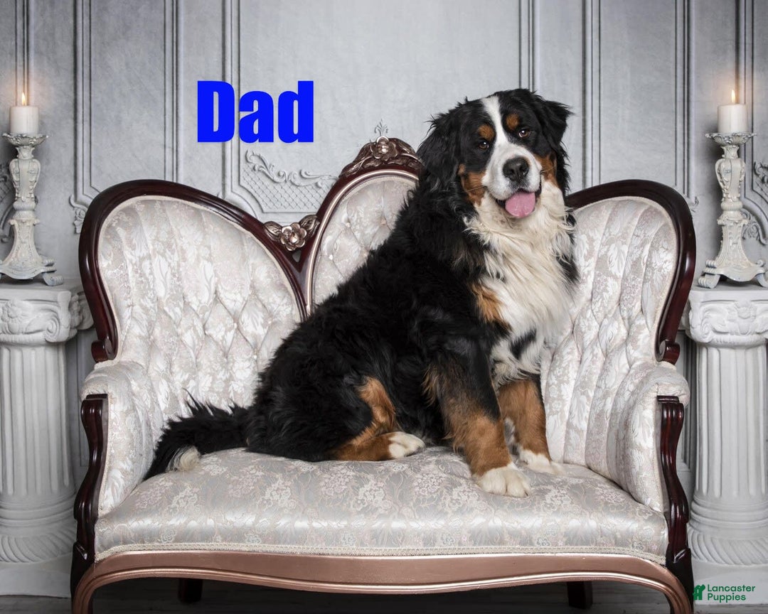 Bernese Mountain Dog dogs for sale: Taggart - Image 5