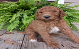 Goldendoodle dogs for sale: Teddy - Image 18