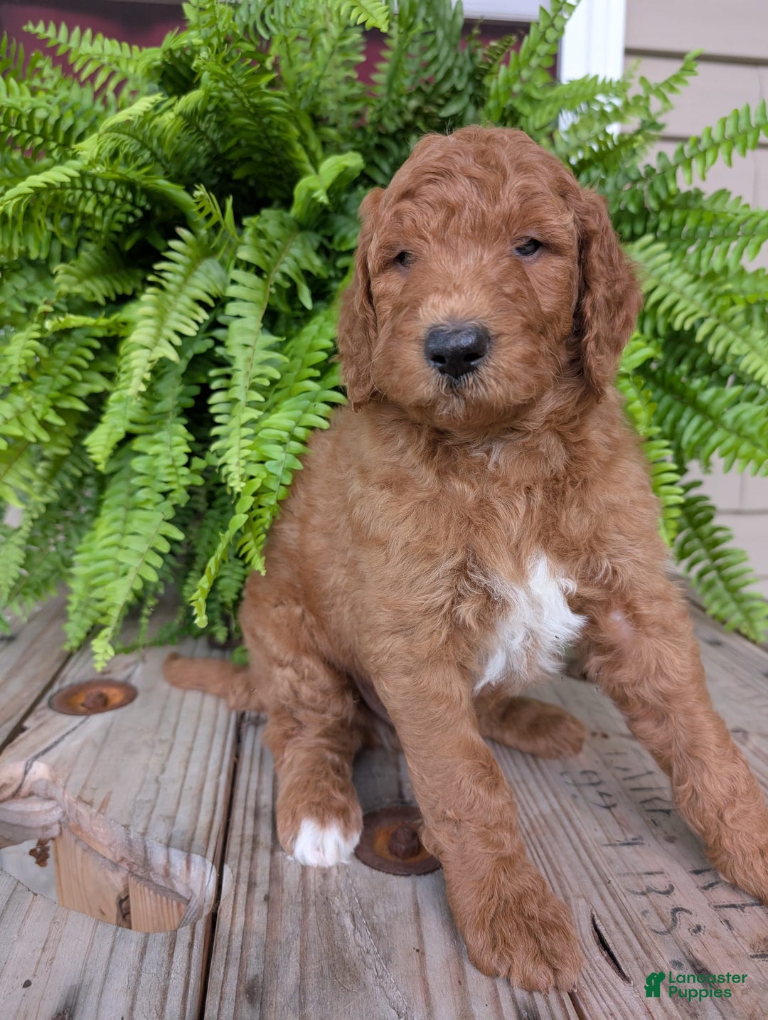 Goldendoodle dogs for sale: Teddy - Image 18