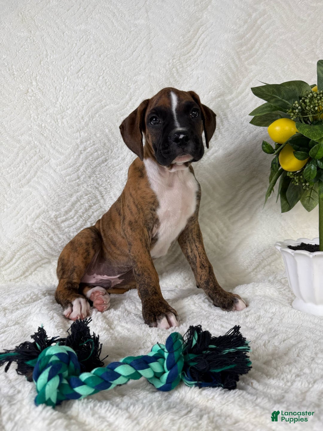 Boxer dogs for sale: Buster - Image 6