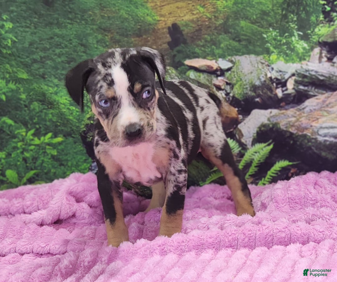 Catahoula Leopard Dog dogs for sale: Luna 2025 Female 3 - Image 7