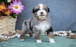 Miniature Australian Shepherd dogs for sale: Timmy - Image 1