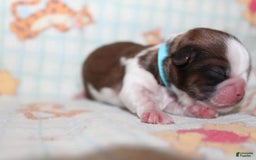 Shih Tzu dogs for sale: Anya Boy 1 - Image 8