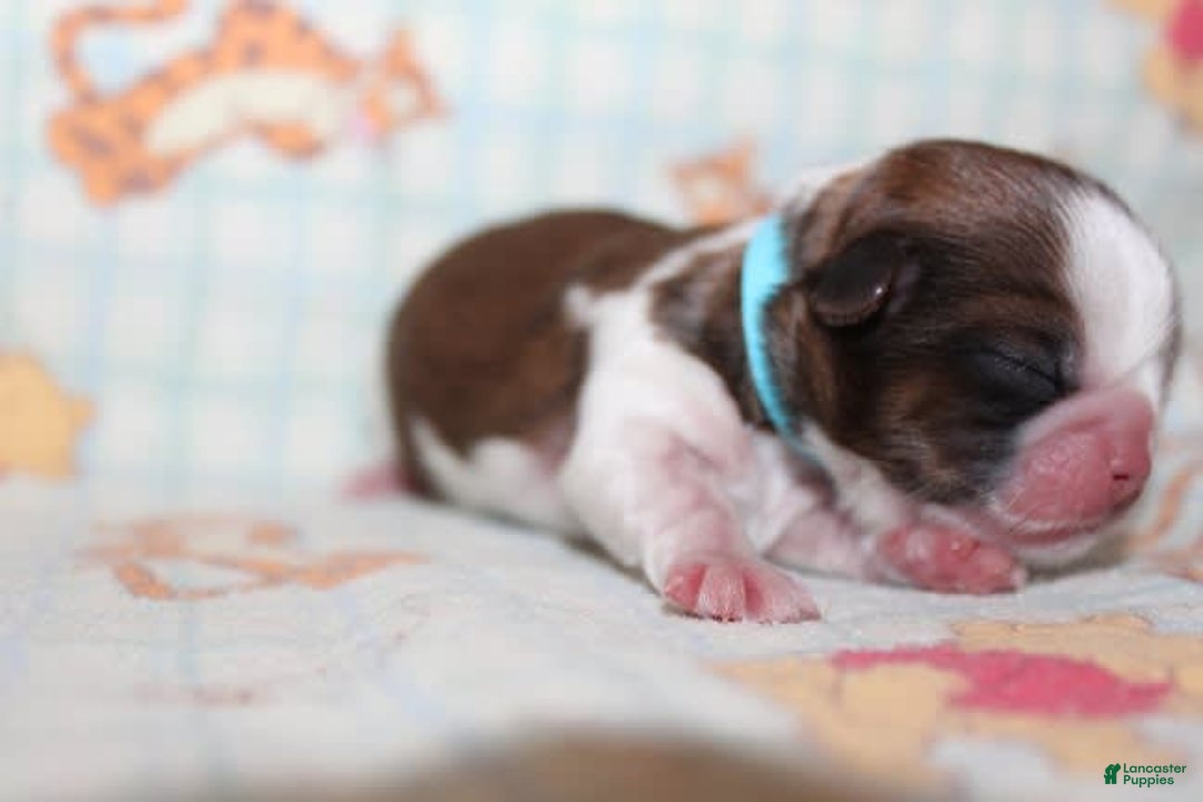 Shih Tzu dogs for sale: Anya Boy 1 - Image 8