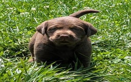 Labrador Retriever dogs for sale: Snips - Image 5