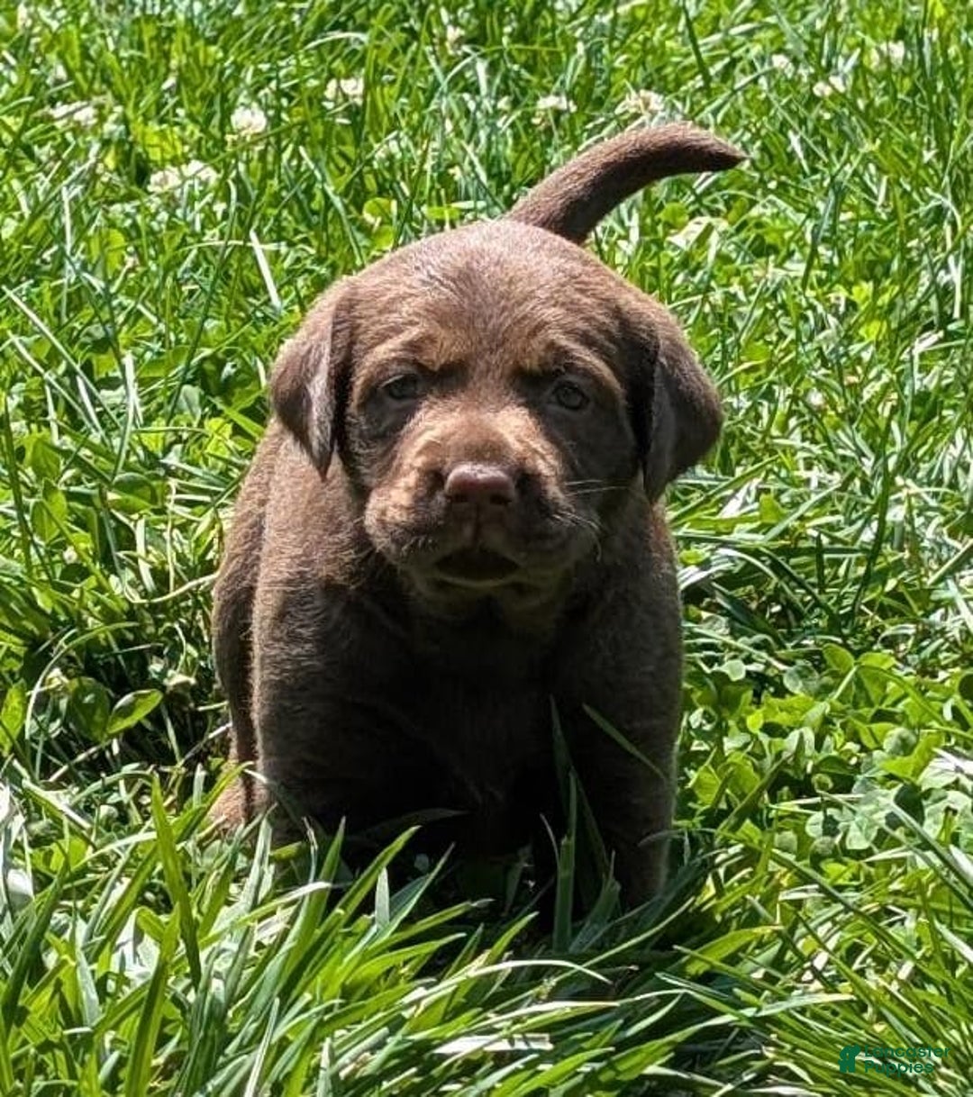 Labrador Retriever dogs for sale: Snips - Image 5