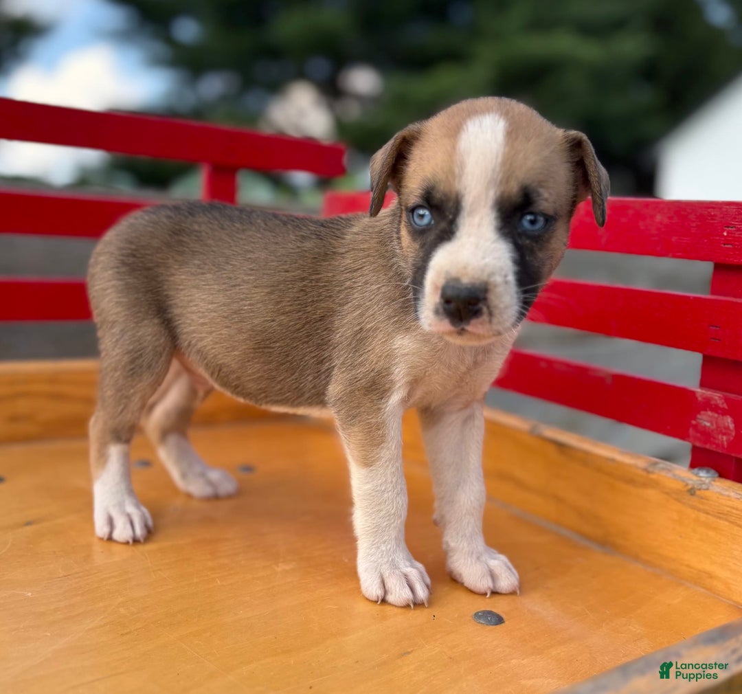 Boxer dogs for sale: Boxer 7 puppies - Image 8